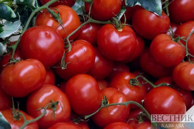 Россия ограничила ввоз томатов и перца из Узбекистана