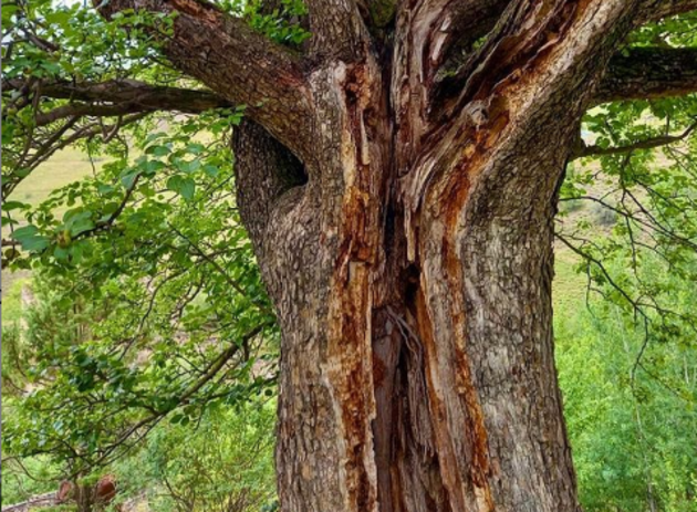 Двухсотлетняя груша стала памятником живой природы в Ингушетии