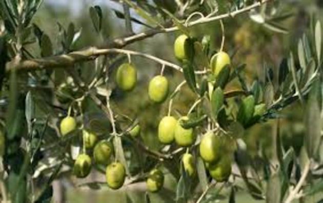 В Узбекистане расширят оливковые плантации 
