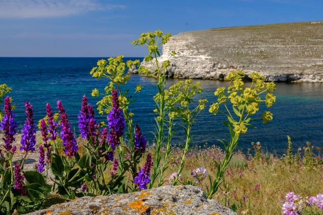 Крымские травы: природные помощники организма