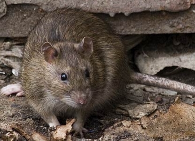 Крысы атаковали Шымкент