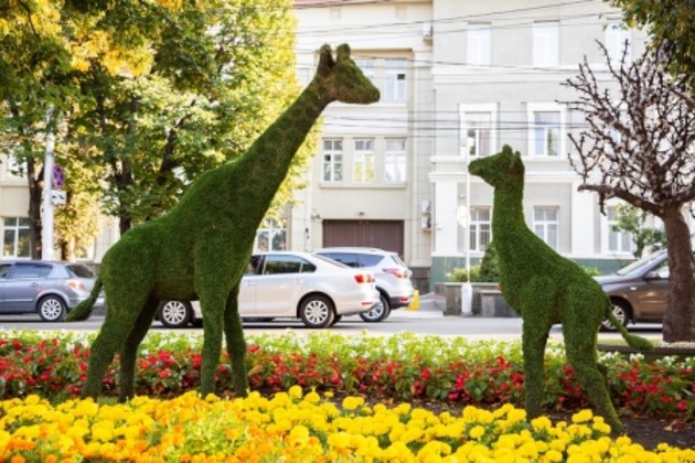 Новые зеленые жирафы появятся в Ставрополе осенью