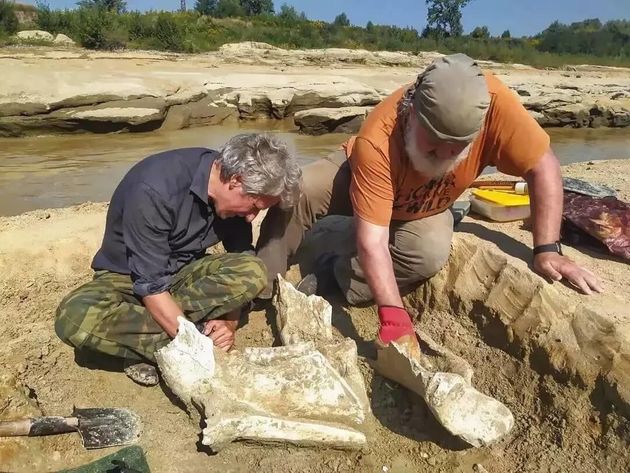 Кубанские археологи нашли останки древнего слона - СМИ
