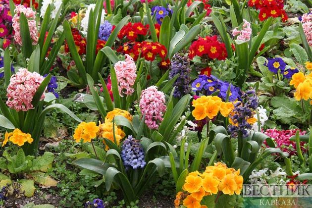Фестиваль цветов украсит Нальчик