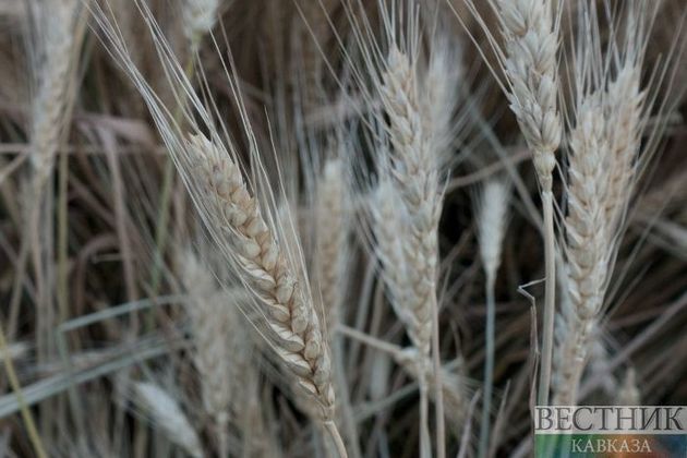 Пшеница в Крыму оказалась под угрозой из-за грызунов