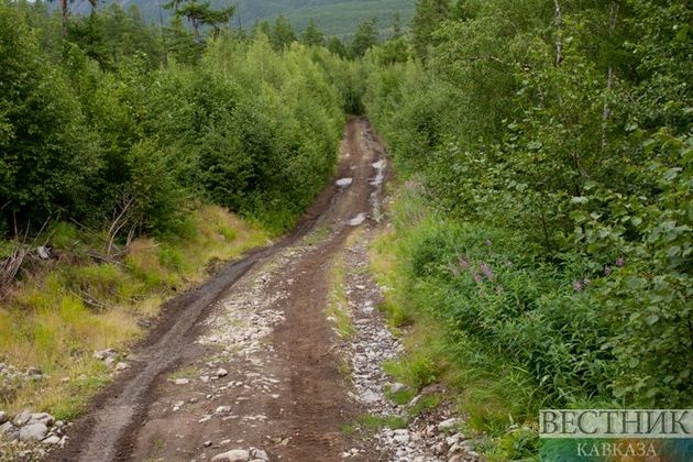 Ради добычи олова Казахстан пожертвует березовым лесом