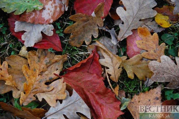 Болибок предупредил об опасности опавших листьев
