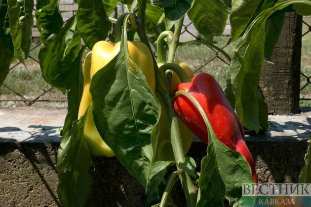 Турецкие перцы не выдержали проверку туапсинского Россельхознадзора