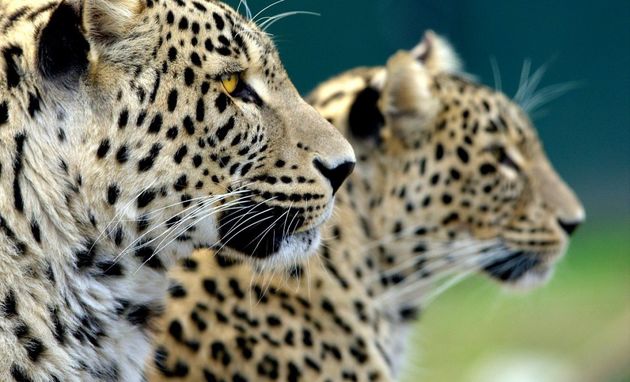 Жителей СКФО и Юга России научат жить по соседству с леопардами