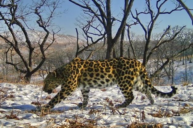В "Приэльбрусье" нашли следы потерявшегося леопарда