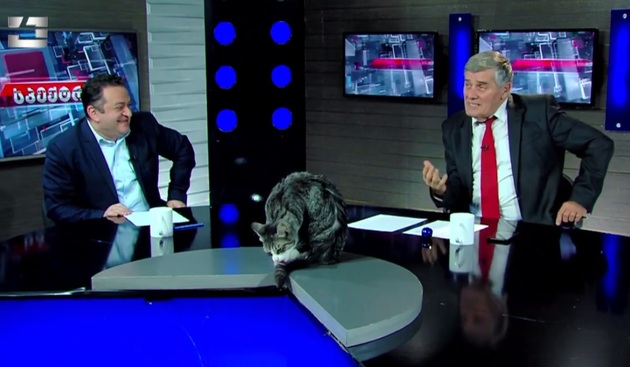 Грузинский кот-"тележурналист" прославился на весь мир (ВИДЕО)