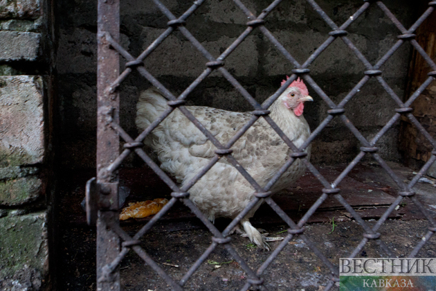 Жители Ростовской области посещают ТЦ по QR-кодам от утюгов и куриц