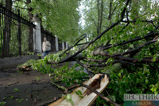 Упавшее дерево оставило без газа часть жителей Сочи