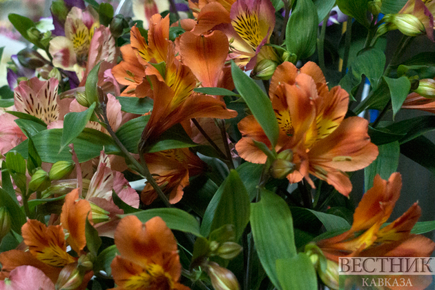 В Киргизии обнаружен цветок, содержащий вещество, уничтожающее рак