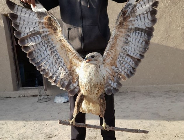 Житель Узбекистана спас дикую птицу