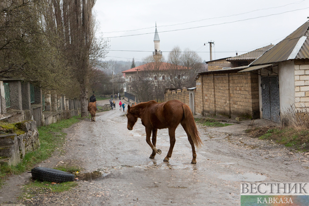 Две машины врезались в лошадь в Карачаево-Черкесии