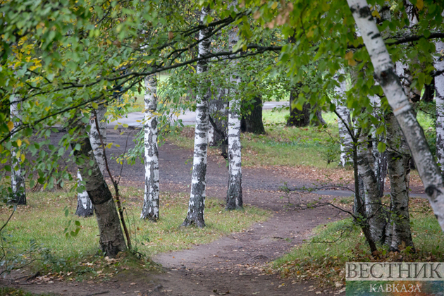 "Зеленые щиты" возведут на Кубани