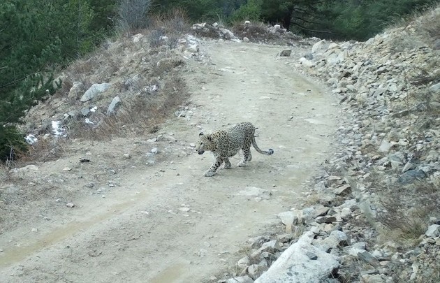 В Хунзахском заповеднике появились леопарды