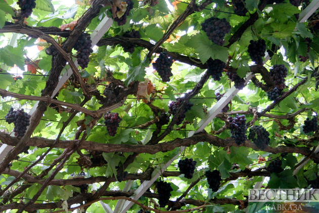 Аграрии Кубани закладывают новые виноградники