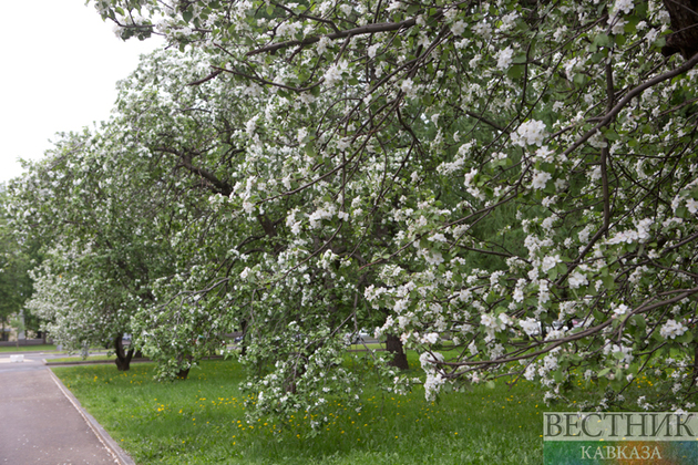 Сад Памяти Кисловодска украсили более сотни молодых яблонь