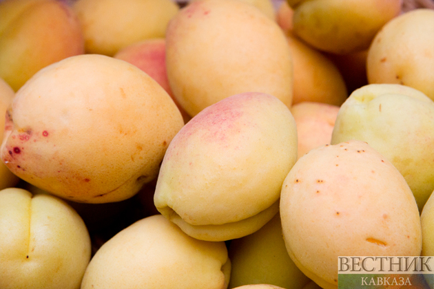 Сезон экспорта абрикосов стартовал в Узбекистане