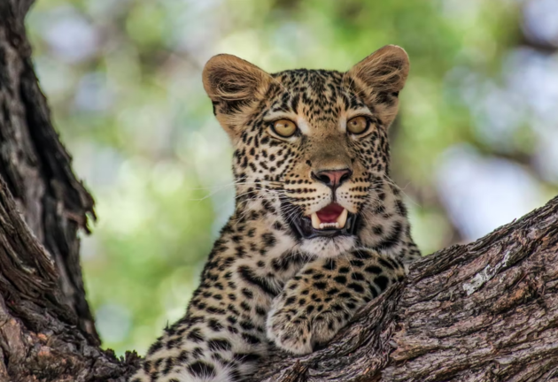 В Сочинском нацпарке выпустили в дикую природу трех леопардов