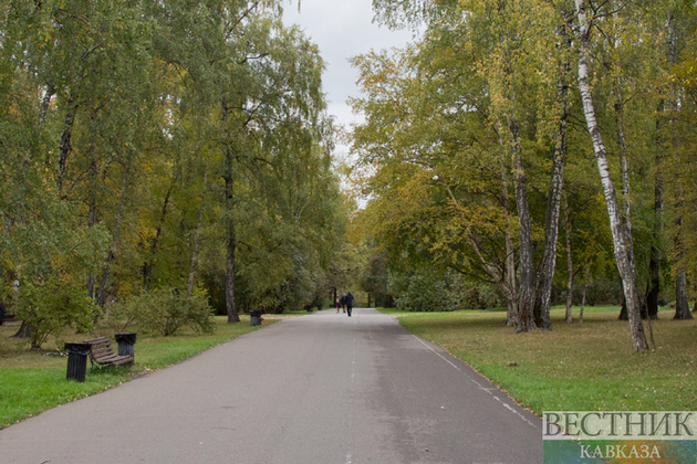 Еще четыре города Кубани окутали лесопарковые пояса 