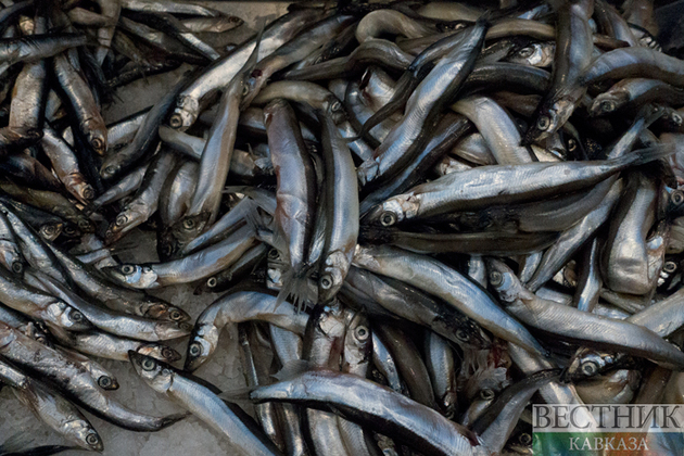 Еще одна массовая гибель рыб зафиксирована в Казахстане