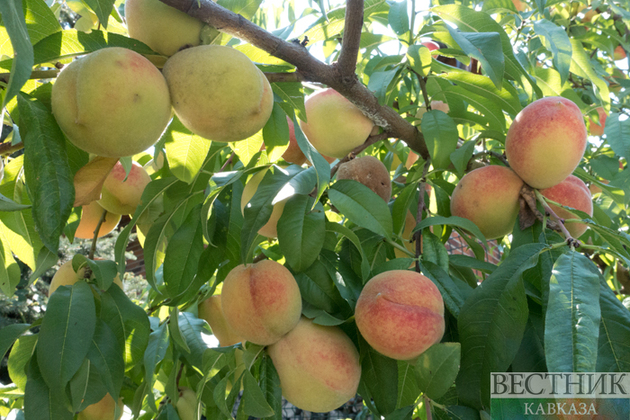 В Карачаево-Черкесии увеличится площадь персиковых садов