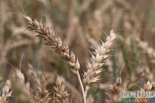 Евросоюз вывез из Украины 10 млн тонн зерна и семян подсолнечника