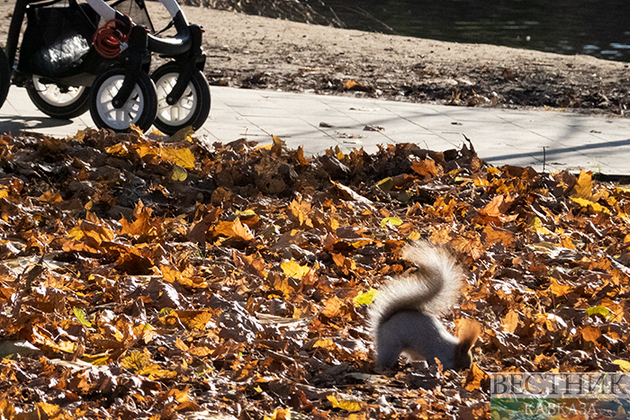 Золотая осень в Лефортовском парке (фоторепортаж)