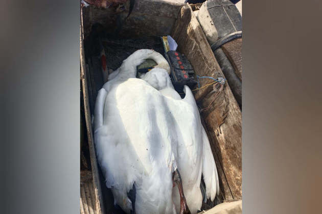 Мужчину, убившего краснокнижных белых лебедей, поймали в Акмолинской области