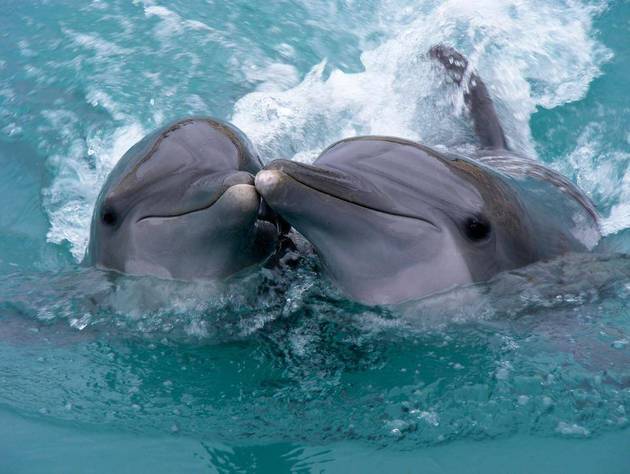 В Севастополе спасают дрессированных дельфинов