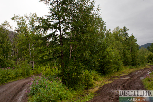 Строить гостиницы и культурные центры разрешили в российских лесах
