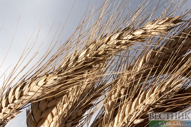 Сельские жители украли 35 т зерна в Казахстане