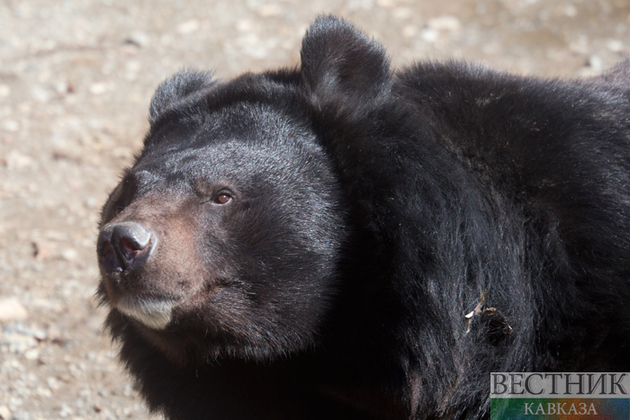 Медведь загрыз сотрудника зоопарка в Узбекистане