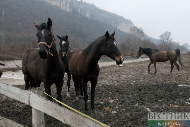 Ильхам Алиев анонсировал работы по созданию коневодческого комплекса в Карабахе