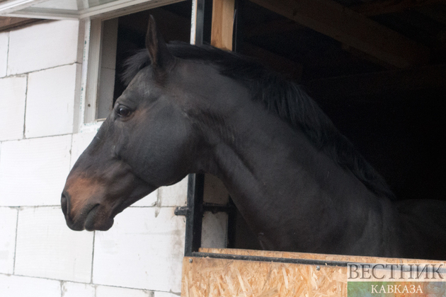В Чехии украли &quot;замороженного&quot; коня Кадырова