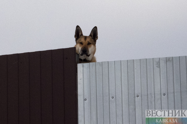 Собака за забором