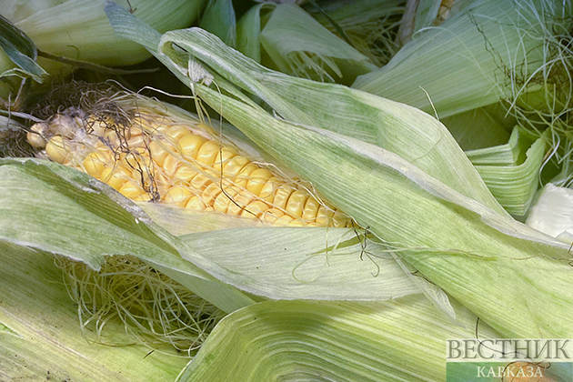 Урожаю кукурузы в Северной Осетии угрожают ливни