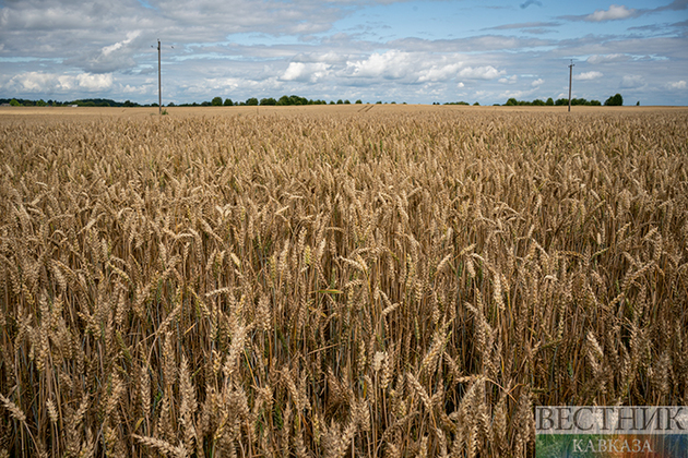 Власти Кубани озвучили виды на урожай зерновых