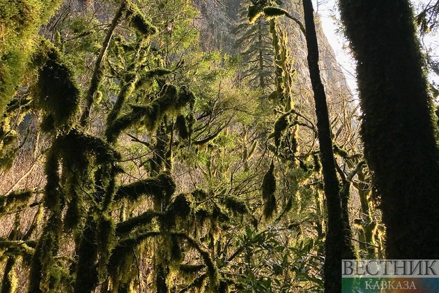 Самшитовый лес