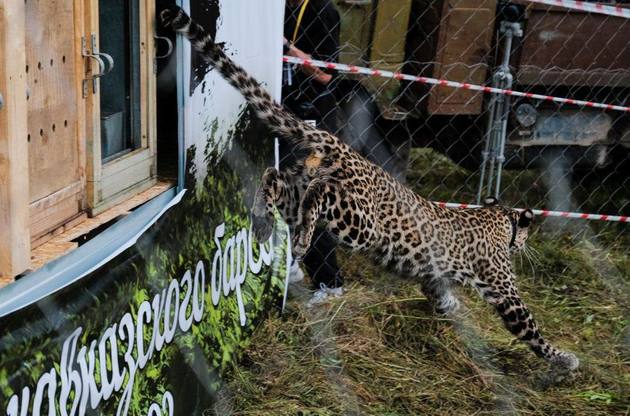 Переднеазиатский леопард погиб в Северной Осетии от рук браконьеров