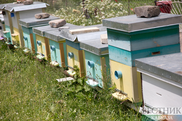 Азербайджанские пчелы обретут "умные улья"