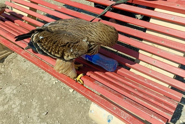 Краснокнижных орлов и коршуна изъяли у фотографов в Дагестане