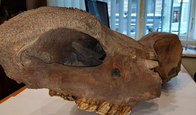Российские таможенники не выпустили ценный череп древнего носорога в США
