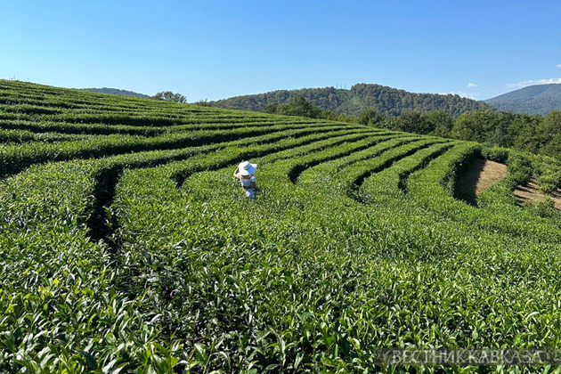 Чайная плантация в Мацесте
