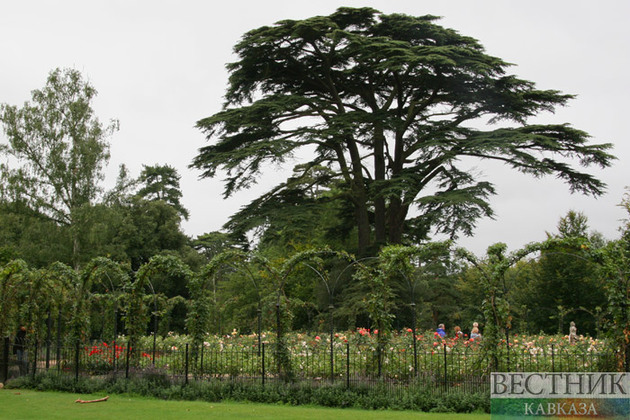 «Сад памяти»: в Ингушетии высадят 70 тыс деревьев 