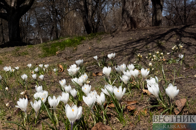 Цветение крокусов в Парке Горького