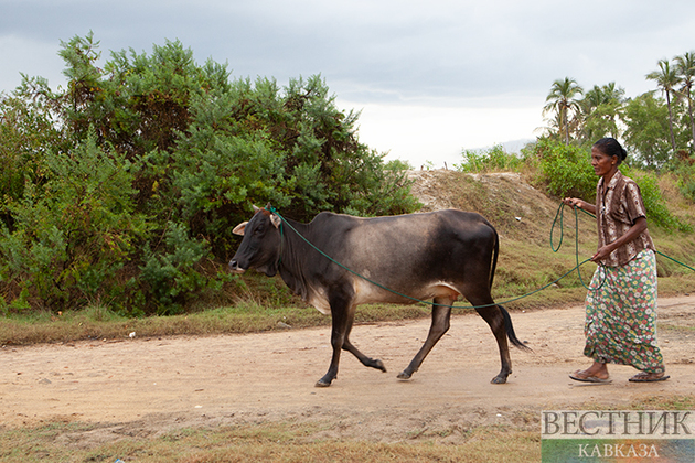 Шри-Ланка: стоит ли ехать в 2024 году?